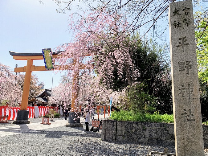 平野神社 京都一の桜の名所 21年版の最新情報を動画付きでご紹介